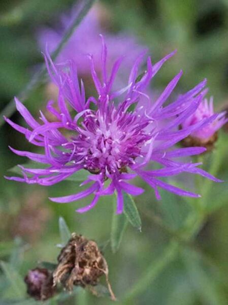 Centaurea jacea / Wiesen-Flockenblume