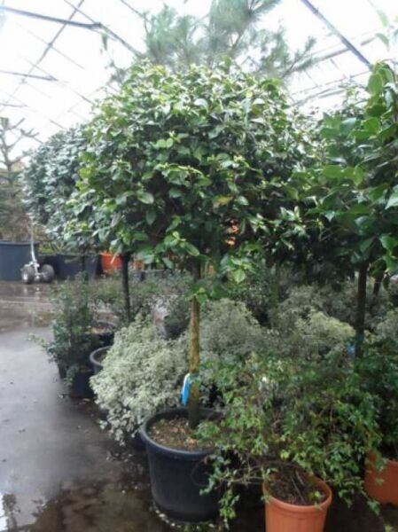 Japanische Kamelie rot / Camellia japonica rot