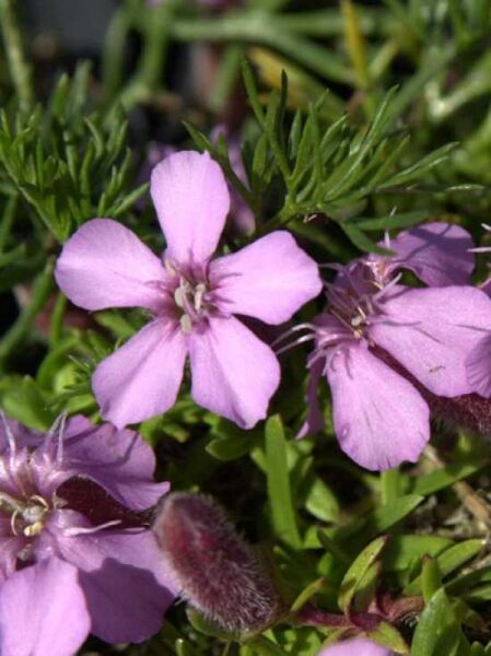 Oliva-Polster-Seifenkraut / Saponaria olivana