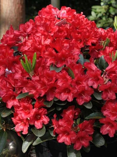 Rhododendron repens 'Rotkäppchen' auf Stamm / Zwergrhododendron 'Rotkäppchen' auf Stamm