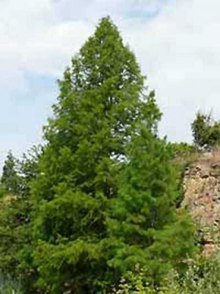 Sumpf-Zypresse / Taxodium distichum
