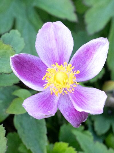 Anemone hupehensis 'Pretty Lady Diana' / Herbst-Anemone 'Pretty Lady Diana'