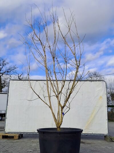 Sieben-Söhne-des-Himmels-Strauch 'mehrstämmig' 250-300 / Heptacodium miconioides (874858)