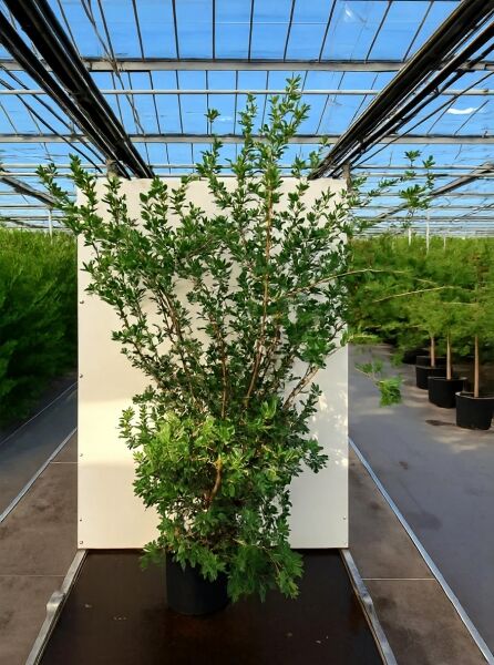 Osmanthus heterophyllus / Ilexblättrige Duftblüte, buschiger Strauch im Container C20, Höhe 175–200 cm, mit dichtem grünen Laub.