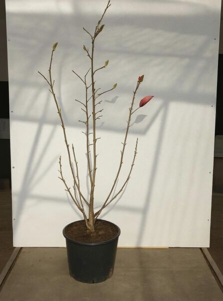 Magnolia 'Daybreak' / Magnolie 'Daybreak' 150-175 cm C20, mehrtriebige Pflanze im Container mit Knospen an den Zweigen