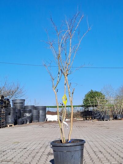 Chinesische Kräuselmyrte 'Coccinea' 200-250 cm / Lagerstroemia indica 'Coccinea' (1567143)