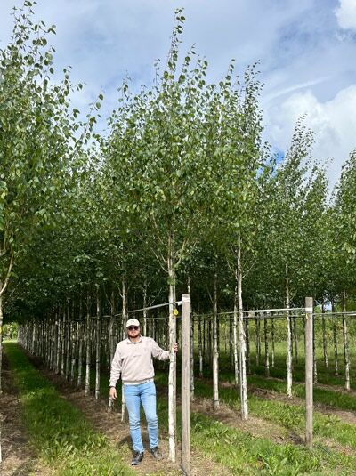 Betula utilis jacquemontii / Weißrindige Himalaja-Birke Hochstamm 16-18 StU m. Db., Baum mit weißer Rinde und grünem Laub