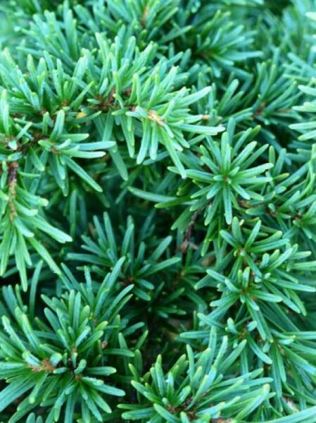 Berg-Hemlocktanne / Tsuga mertensiana