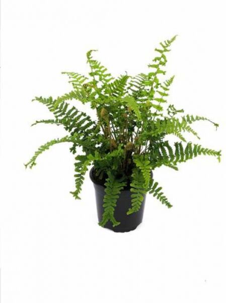Gewellter-Goldschuppen-Farn (Dryopteris affinis) 'Cristata the King' im Topf, grüne gefiederte Wedel, Container C2.