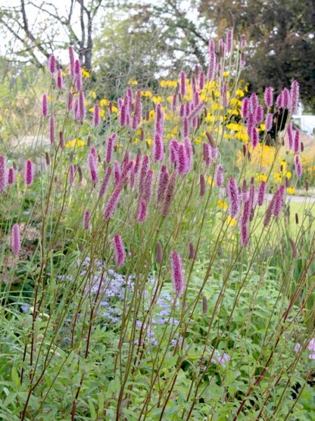 Sanguisorba officinalis Blackthorn  /