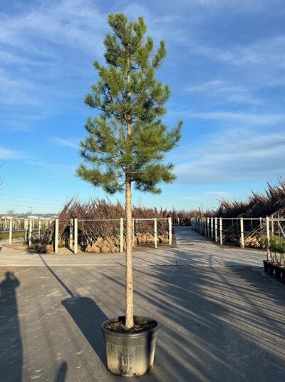 Pinus nigra ssp. nigra 'Hochstamm' / Österreichische Schwarz-Kiefer 'Hochstamm', Hochstamm 25-30 StU im Container.