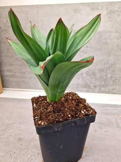 Kugel-Lauch, Blumen-Lauch 'Ambassador ®' / Kugel-Lauch, Blumen-Lauch 'Ambassador ®'