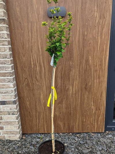 Garten-Eibisch 'Ardens' / Strauch-Eibisch 'Ardens' / Garten-Eibisch 'Ardens' / Strauch-Eibisch 'Ardens'