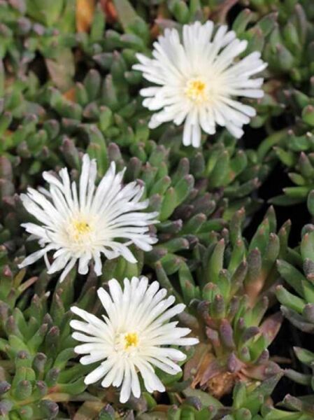 Mittagsblume 'Album' / Delosperma congestum 'Album'
