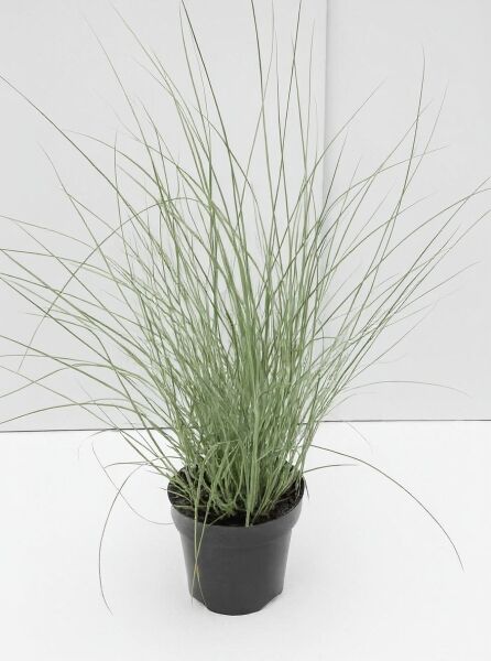 Miscanthus sinensis 'Morning Light' – Weißbuntes Chinaschilf 'Morning Light' C2 im Topf, feines, bogig überhängendes Laub.