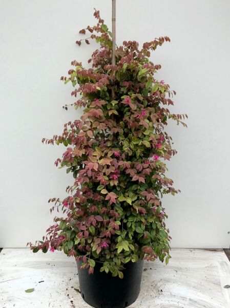 Loropetalum chinense 'Daybreak's Flame' / Riemenblüte 'Daybreak's Flame', im Topf, buschiger Wuchs mit grün-rotbraunem Laub und rosa Blüten