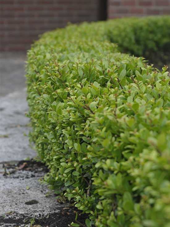 Japanische Stechpalme 'Dark Green' / Buchsblttrige Japanische Hlse 'Dark  Green' - Ilex crenata 'Dark Green '