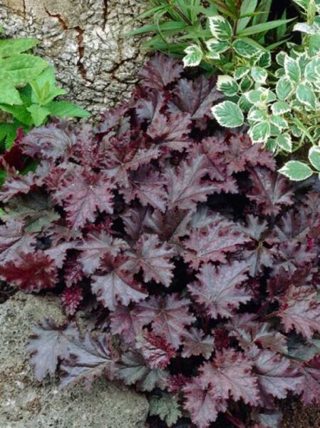 Purpurglöckchen Heuchera 'Stormy Seas' mit dunkel purpurfarbenen, gelappten Blättern in dichter Horstform.