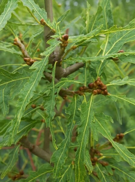 Quercus robur 'Laciniata' (Geschlitztblättrige Stiel-Eiche) mit tief geschlitzten grünen Blättern und Knospen am Zweig