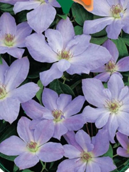 Waldrebe 'Special Occasion' / Clematis Hybride 'Special Occasion'