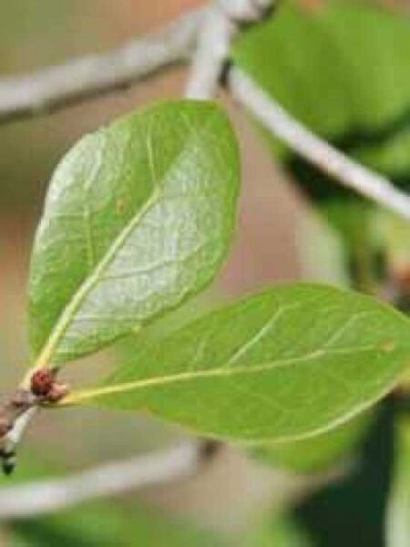 Quercus myrtifolia / Myrten-Eiche