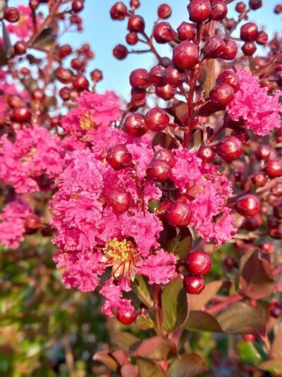 Indische Lagerströmie 'Pink Velour' - Lagerstroemia indica 'Pink Velour'