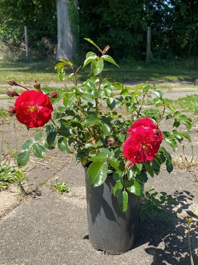 Bodendeckerrose Rosa 'Heidefeuer'® im C3-Topf, grünes Laub und rote Blüten an aufrechten Trieben.