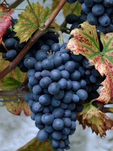 Vitis 'Nero' / Weintraube 'Nero' mit großen, dunkelblauen Trauben am Rebstock, umgeben von Laubblättern