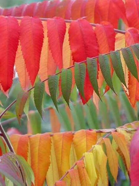 Rhus typhina / Essigbaum / Hirschkolben-Sumach