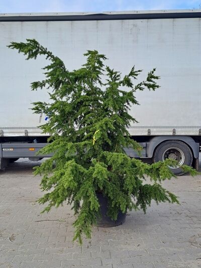 Berg-Hemlocktanne 225 - 250 cm / Tsuga mertensiana (1567188)