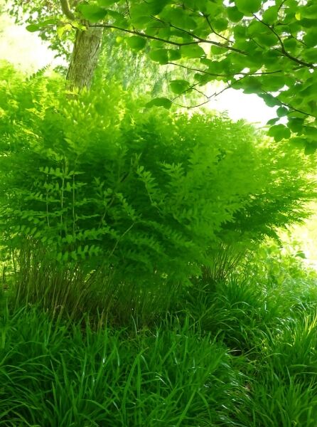 Osmunda regalis 'Purpurascens' / Purpur-Königsfarn 'Purpurascens' mit dichtem, grünem Farnlaub im Bestand.