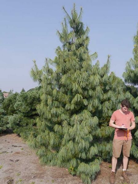Pinus schwerinii / Schwerin-Kiefer 300-350 cm m. Db., Solitär, aufrecht wachsender Nadelbaum mit überhängenden Nadeln
