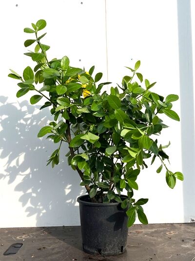 Japanischer Spindelstrauch (Euonymus japonicus) im schwarzen Pflanztopf, 60–80 cm, C7, mit dichtem grünen Laub.