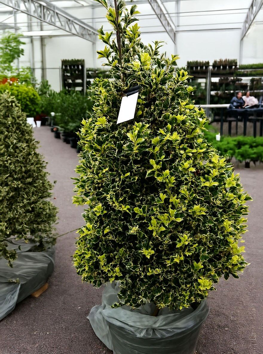liguster als sichtschutz Wilder Liguster | kaufen