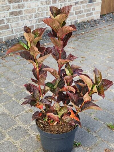 Bauern-Hortensie Hydrangea macrophylla 'Merveille Sanguine', 30-40 cm C5, Topfpflanze mit rotbraunem Laub und aufrechtem Wuchs