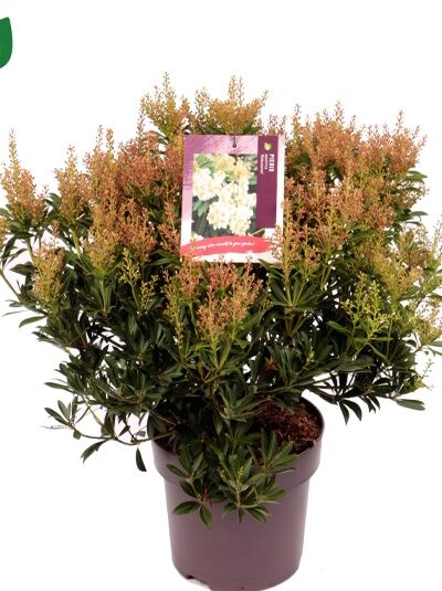 Japanische Lavendelheide 'Debutante' / Pieris japonica 'Debutante'