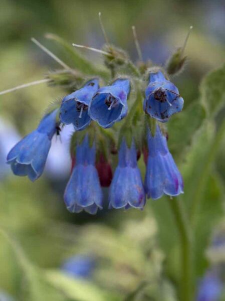 Symphytum x uplandicum 'Pagels Blau' / Hoher Beinwell 'Pagels Blau' mit hängenden blauvioletten Blütenglocken in Nahaufnahme