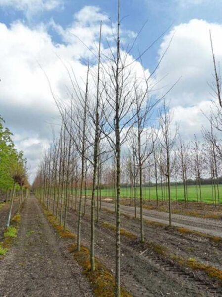 Japanische Zelkove / Keakibaum / Zelkova serrata