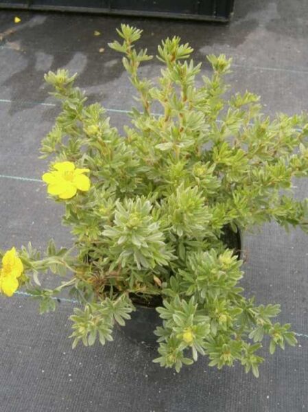 Fünffingerstrauch 'Goldfinger' / Fünffingerstrauch 'Goldfinger'