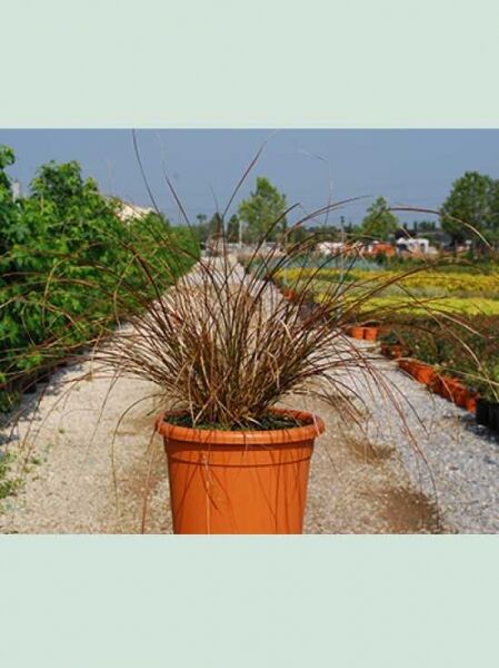 Carex tenuiculmus 'Cappuccino' / Neuseeland-Segge 'Cappuccino'