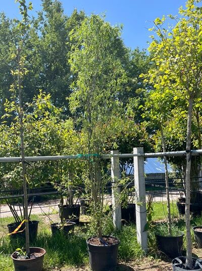 Korkenzieher-Weide / Zickzack-Weide 300-350 cm / Salix babylonica 'Tortuosa' / Salix matsudana 'Tortuosa (876237)