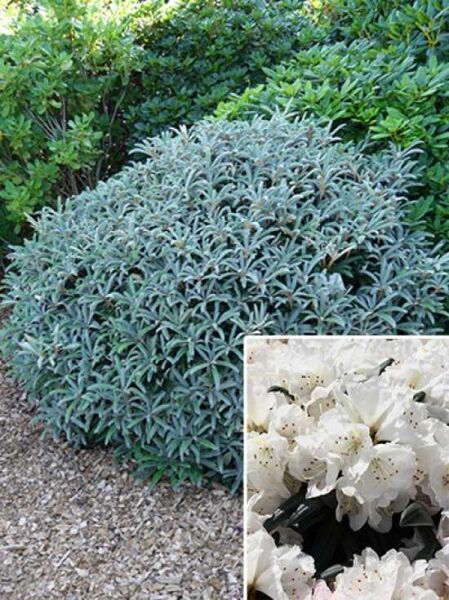 Rhododendron yakushimanum 'Makiyak' / Rhododendron 'Makiyak'