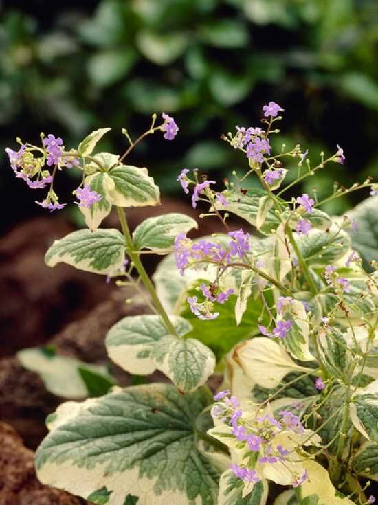 Weißbuntes GartenVergissmeinnicht kaufen