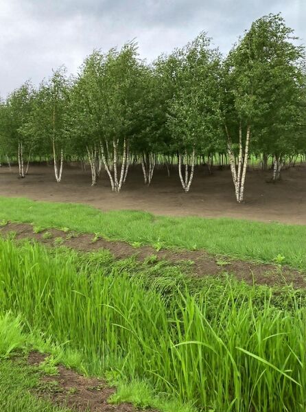 Weißrindige Himalaja-Birke (Betula utilis jacquemontii) mehrstämmig 500–600 cm, Gruppe mit weißen Stämmen und grünem Laub