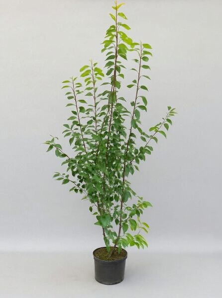 Baum-Felsenbirne 'Robin Hill' (Amelanchier arborea) 175–200 cm, mehrtriebiger Strauch im Topf mit grünem Laub.