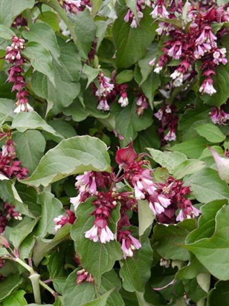 Leycesteria formosa 'Purple Rain' / Schöne Leycesterie 'Purple Rain'
