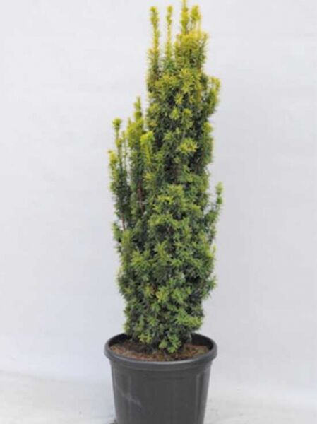 Gelbe Säulen-Eibe / Gelbe Säulen-Eibe