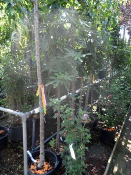 Echter Feigenbaum / Feige / Echter Feigenbaum / Feige