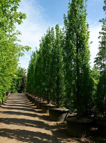 Quercus robur 'Fastigiata Koster' / Säulen-Eiche 400-450 cm C160, im Container, schmaler aufrechter Wuchs mit grünem Laub