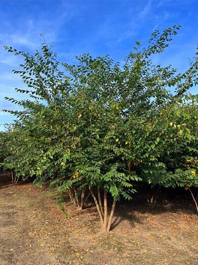 Japanische Zelkove (Zelkova serrata) 300–350 cm, mehrstämmiger Keakibaum mit dichtem, grünem Laub und aufrechtem Wuchs.